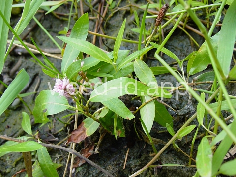 smartweed, water